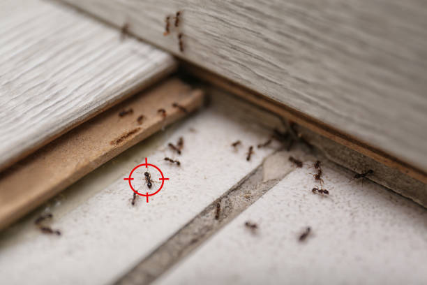 Best Local Pest Control Services  in Clayton, GA
