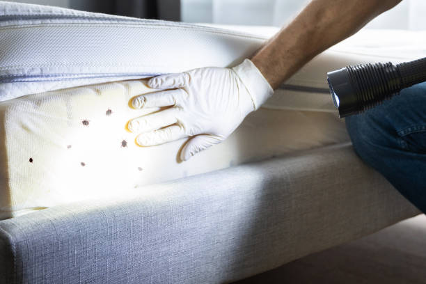 Best Affordable Pest Control Services  in Clayton, GA
