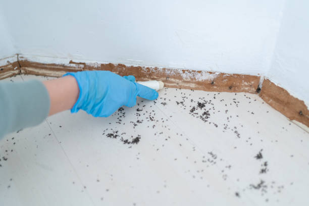 Pest Prevention Services in Clayton, GA